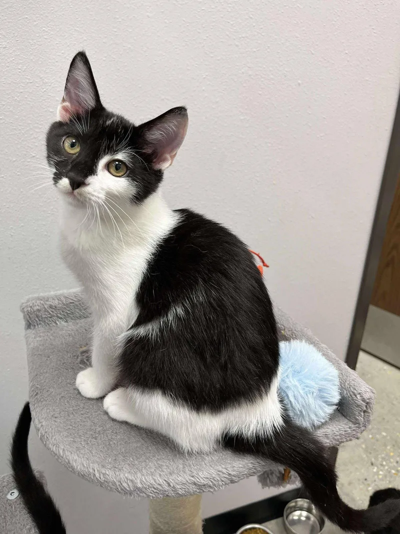 A young medium-sized male Domestic Short Hair cat named Ares for adoption in Camden, SC