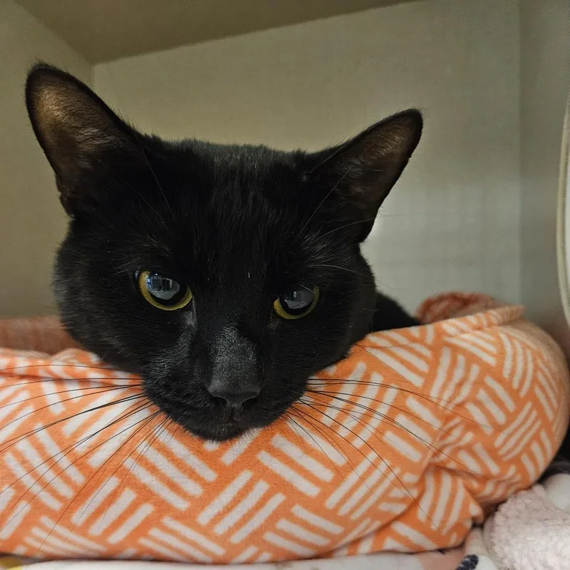 An adult medium-sized male Black Domestic Short Hair cat named Sparrow for adoption in Conway, NH