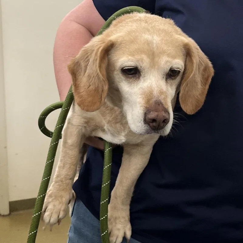 A senior small-sized female Yellow / Tan / Blond / Fawn Hound dog named 71042 for adoption in Harrisonburg, VA
