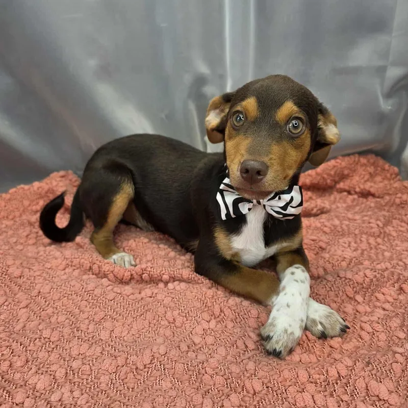 A baby small-sized male Bicolor Chihuahua dog named Kellen for adoption in Foley, AL