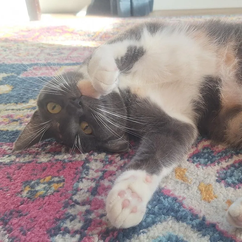 A young large-sized female Gray / Blue / Silver Domestic Short Hair cat named Lilo for adoption in Murray, UT