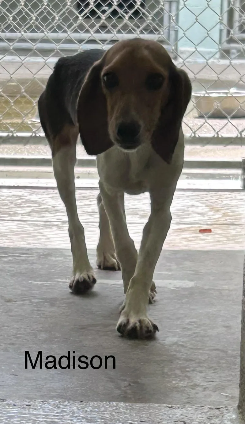A young small-sized female Tricolor (Brown, Black, & White) Beagle dog named Madison for adoption in Mount Sterling, KY