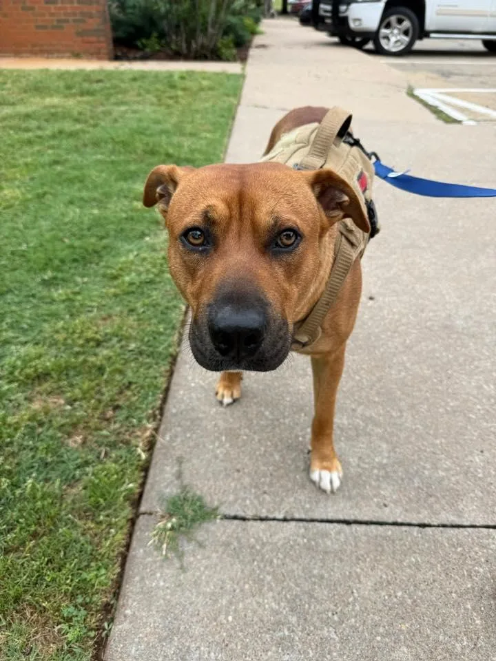 An adult medium-sized male Rhodesian Ridgeback dog named Rj for adoption in Stillwater, OK