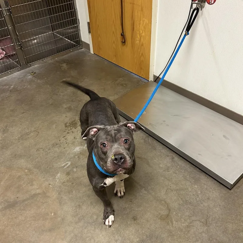 An adult large-sized female Gray / Blue / Silver Pit Bull Terrier dog named Royal for adoption in Ottawa, KS