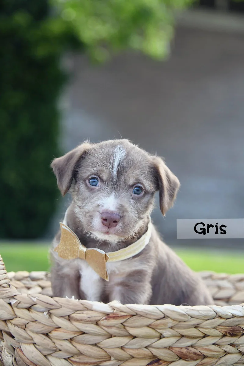 An adult small-sized male Terrier dog named Gris for adoption in Salt Lake City, UT