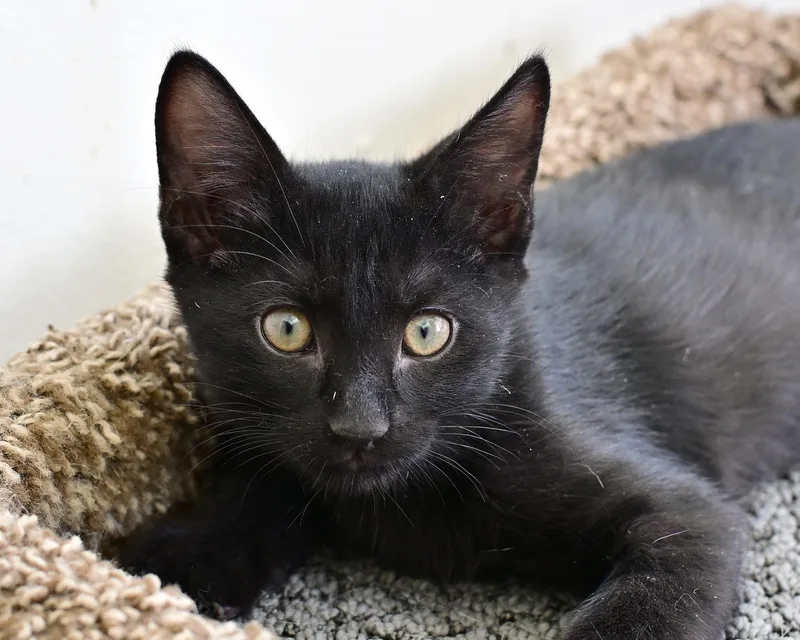 A baby medium-sized male Domestic Short Hair cat named Timmy for adoption in Corrales, NM