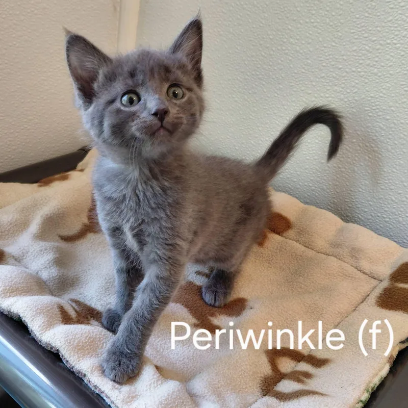 Periwinkle