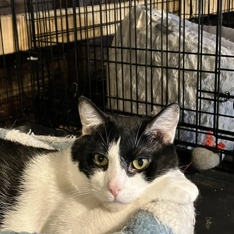 An adult large-sized male Black & White / Tuxedo Tuxedo cat named Savvy for adoption in Kent, OH