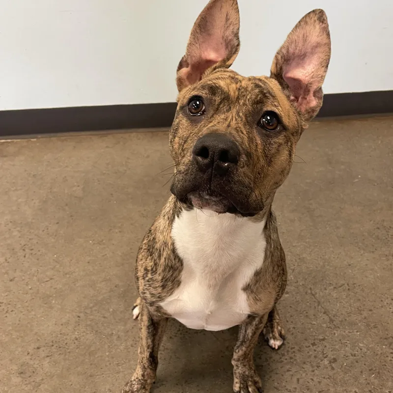 A baby medium-sized male Brindle Mixed Breed dog named Ferret for adoption in Mishawaka, IN