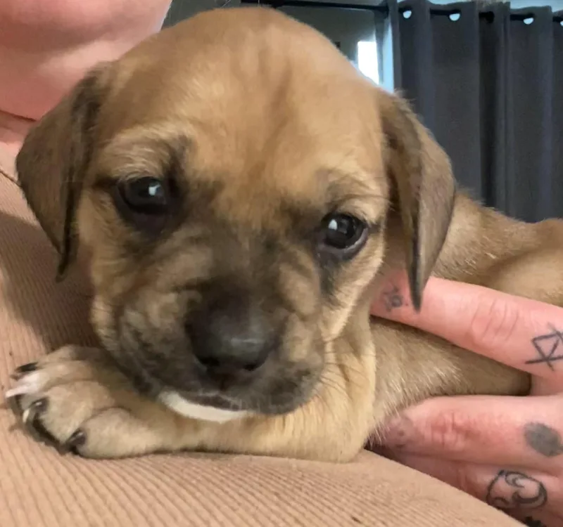A baby medium-sized male Black Labrador Retriever dog named Loafy for adoption in Saint Augustine, FL