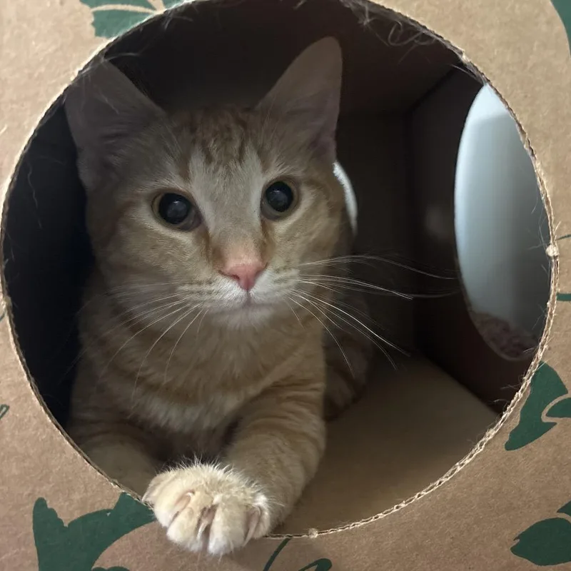 A young medium-sized female Orange / Red Domestic Short Hair cat named Pokegirl for adoption in Saint Charles, MO