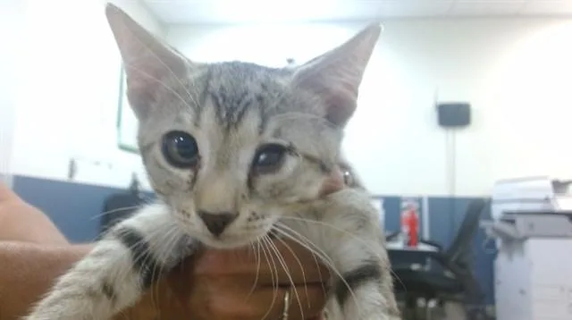 A baby small-sized male Domestic Short Hair cat named Sehoon for adoption in Miami, FL