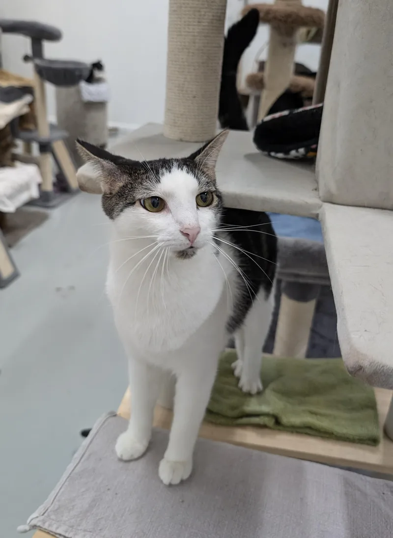 A young small-sized male Brown / Chocolate Domestic Short Hair cat named Alex for adoption in West Palm Beach, FL