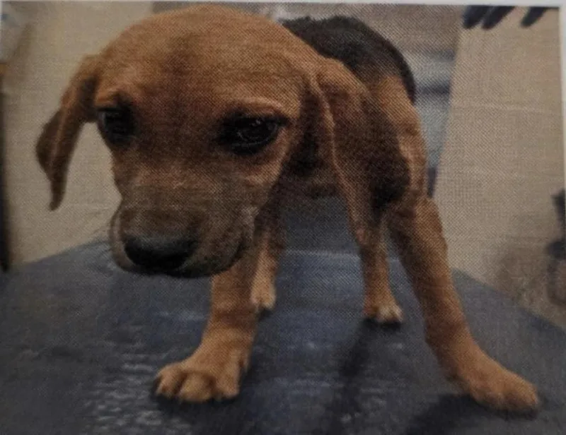 A baby medium-sized female Beagle dog named Dainty for adoption in Zimmerman, MN