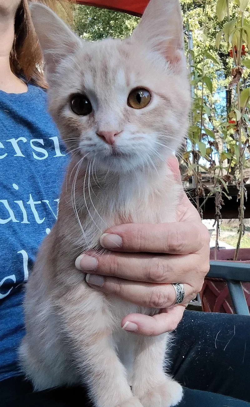 A young medium-sized male Buff / Tan / Fawn Domestic Short Hair cat named Joey for adoption in Niles, MI