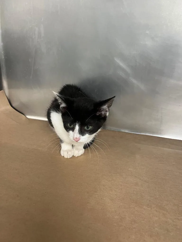 A young small-sized male Domestic Short Hair cat named Juniper for adoption in Cartersville , GA