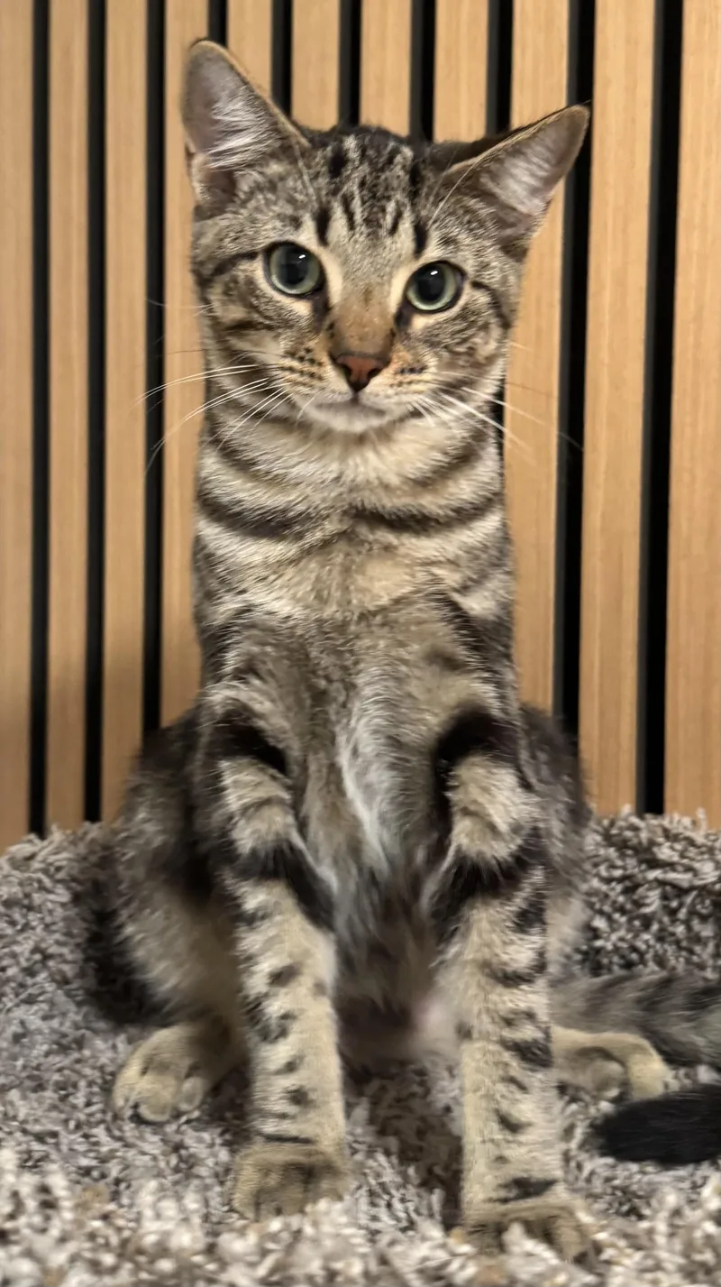 A baby medium-sized male Brown / Chocolate Tabby cat named Yarrow for adoption in Red Bank, NJ