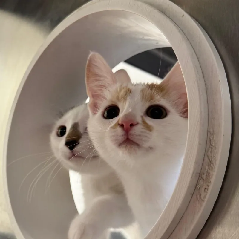 A baby small-sized female White Domestic Short Hair cat named Renoir for adoption in York, PA