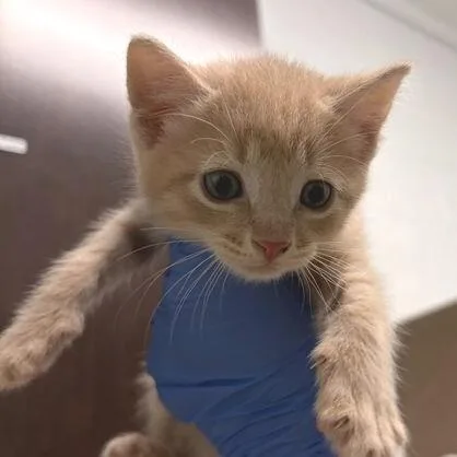 A baby small-sized male Buff / Tan / Fawn Domestic Short Hair cat named Percy for adoption in Marshall, VA