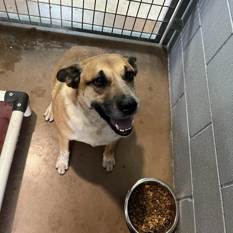 A senior large-sized female Red / Chestnut / Orange Cattle Dog dog named Chonga for adoption in Kyle, TX