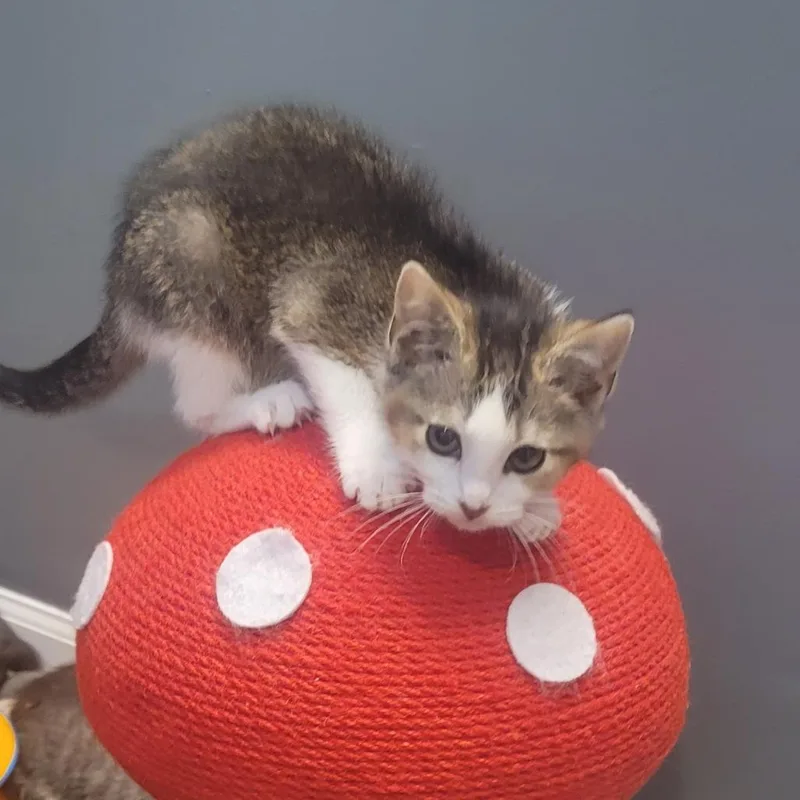 Cleo thumbnail 2