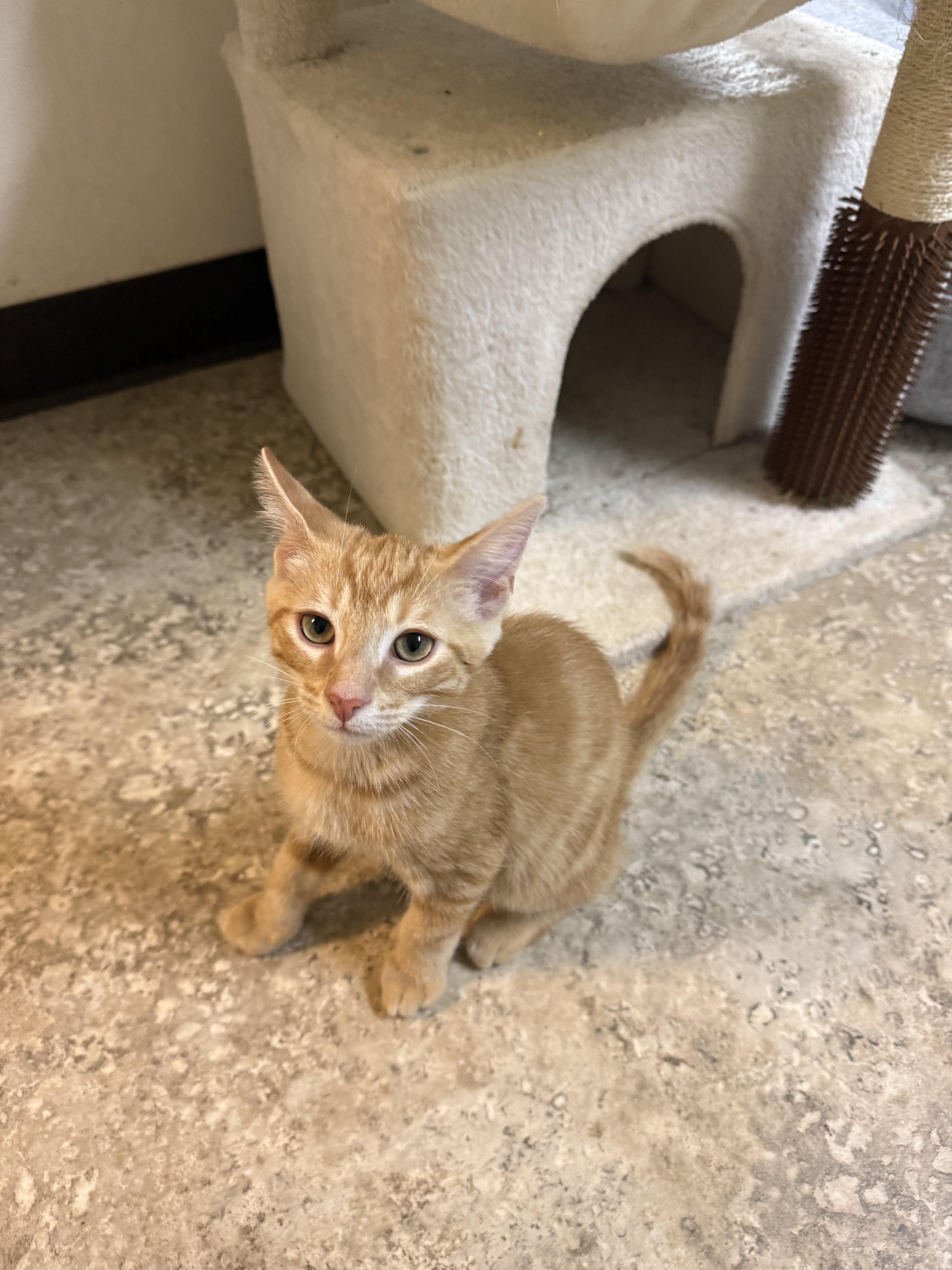 A baby small-sized male Tabby (Orange / Red) Domestic Short Hair cat named Peter for adoption in Hendersonville, TN
