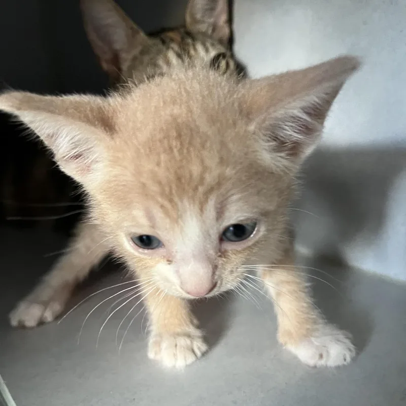 A baby small-sized male Orange / Red Domestic Short Hair cat named Koda for adoption in Sarasota, FL