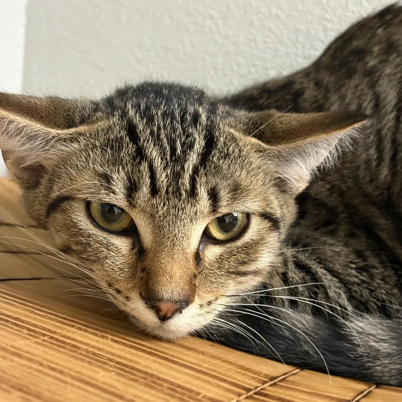 A baby medium-sized female Brown / Chocolate Domestic Short Hair cat named Iron for adoption in Buellton, CA