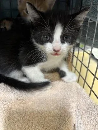 A baby small-sized male Domestic Short Hair cat named Archie for adoption in Honolulu, HI