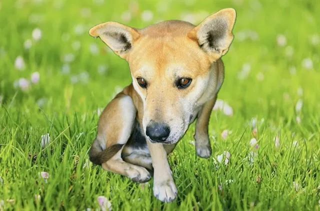 An adult medium-sized male German Shepherd Dog dog named Harry for adoption in Lancaster, CA