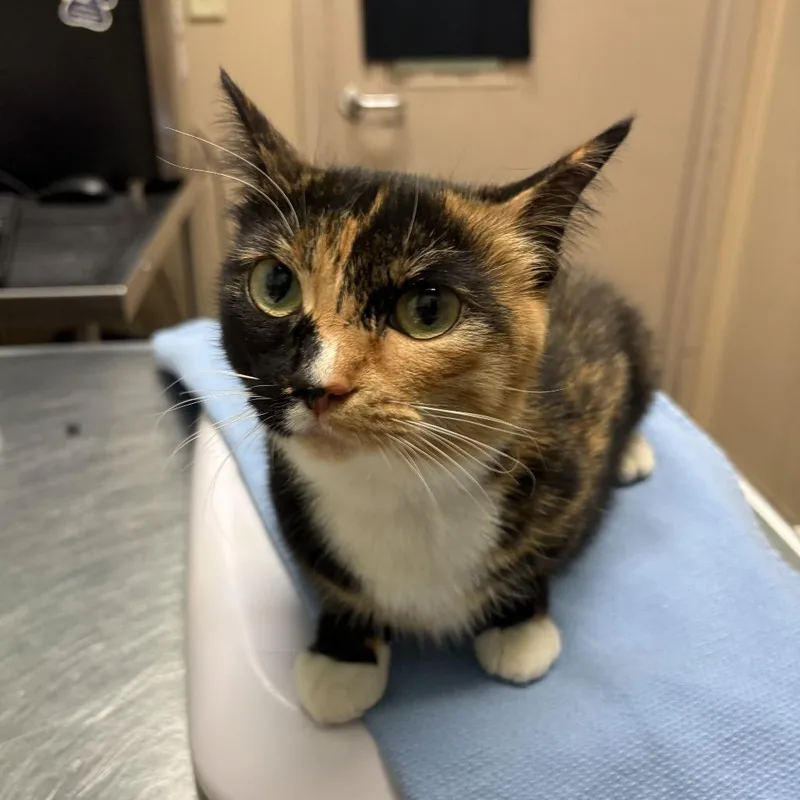 A young medium-sized female Tortoiseshell Domestic Short Hair cat named Lima for adoption in Tacoma, WA