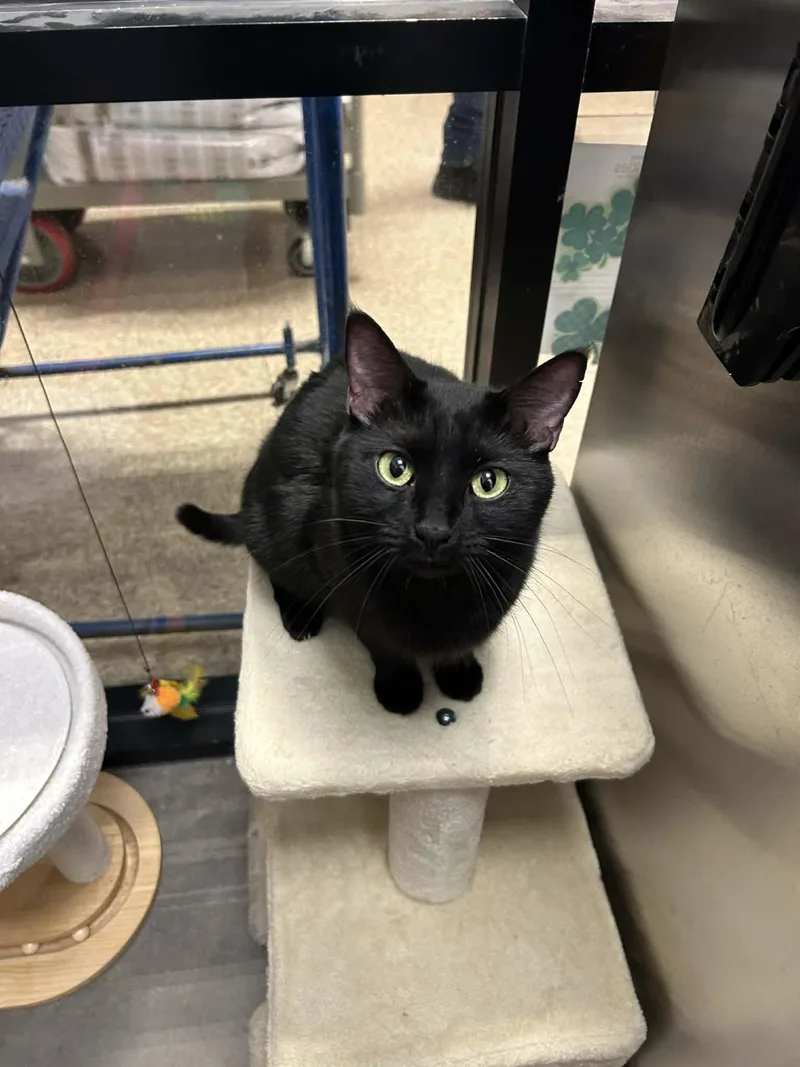 Midnight thumbnail 2