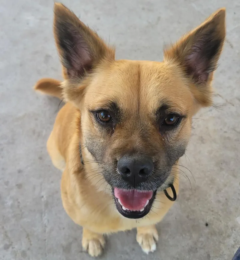 A young small-sized female Pug dog named Ollifriendly  Good Girl! for adoption in Fort Myers, FL