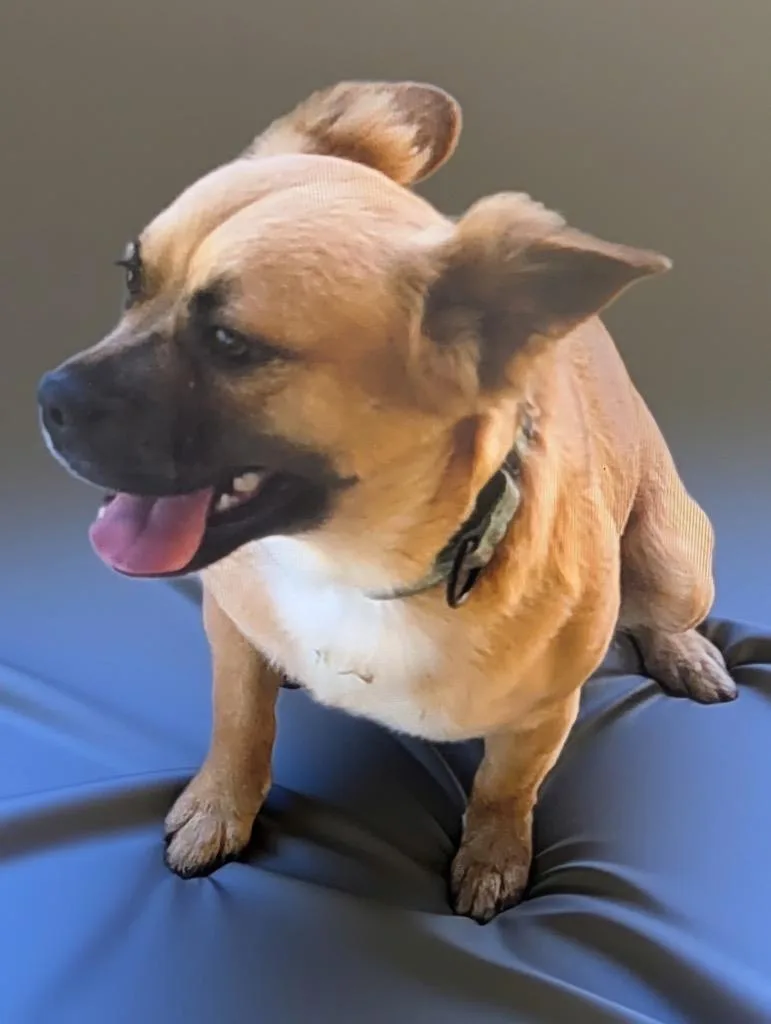 Ollifriendly  Good Girl! thumbnail 3