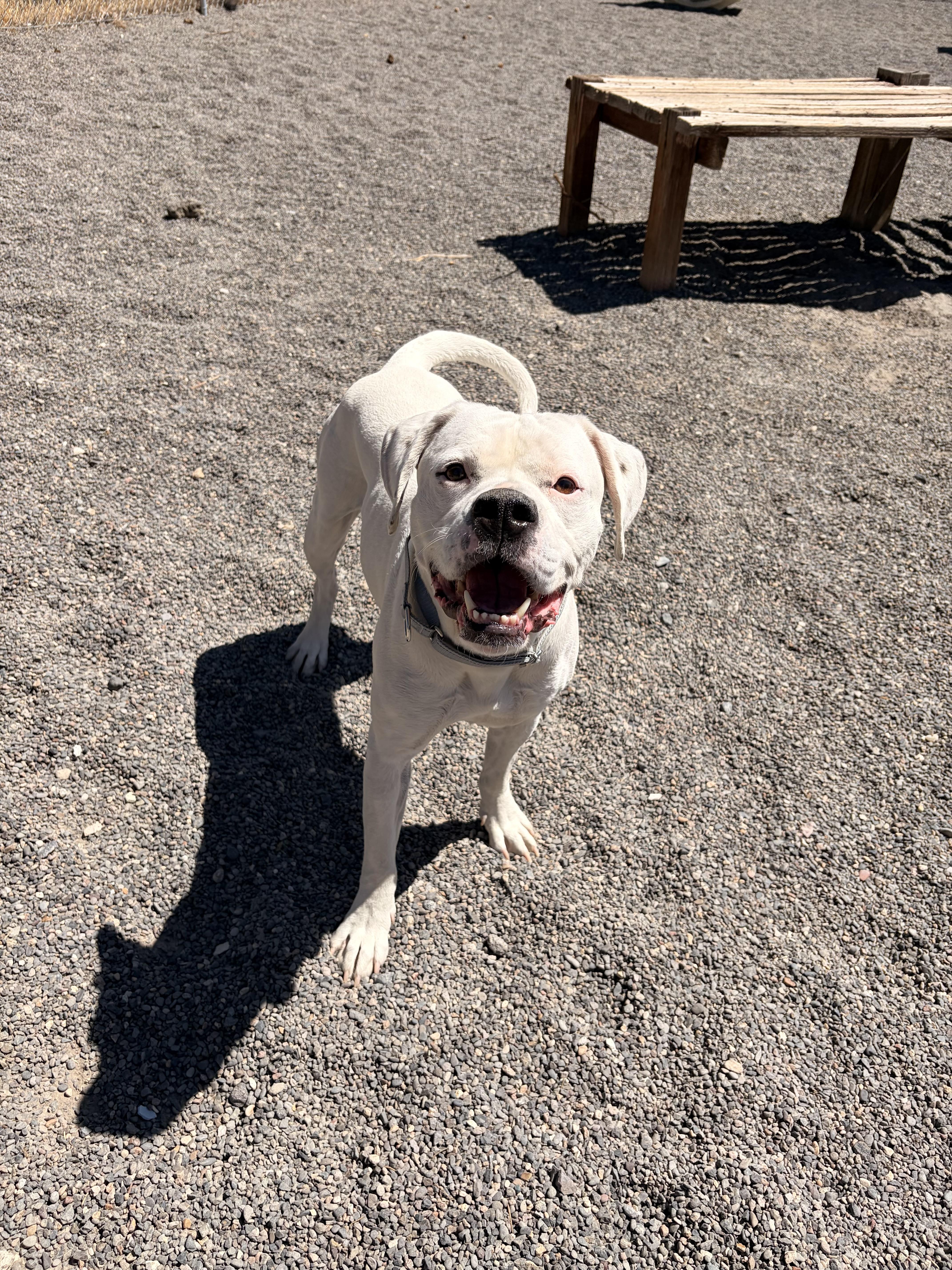 A senior large-sized male White / Cream American Bulldog dog named Sam for adoption in Redmond, OR