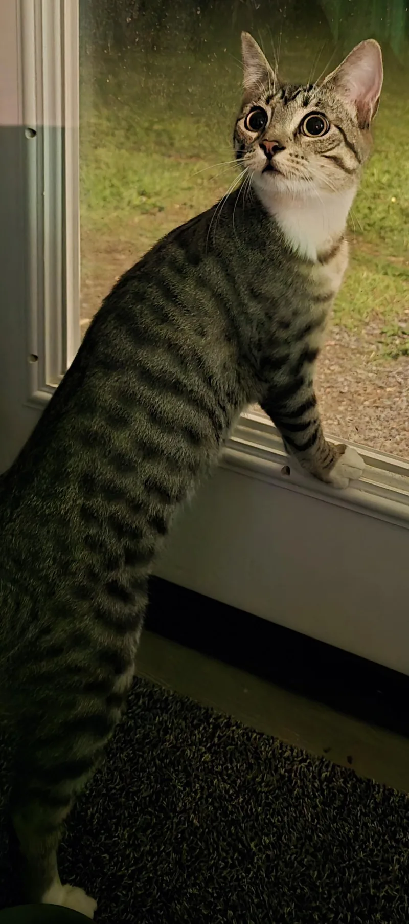 A young medium-sized female Tabby (Leopard / Spotted) Domestic Short Hair cat named Shasta for adoption in Arlington, WA