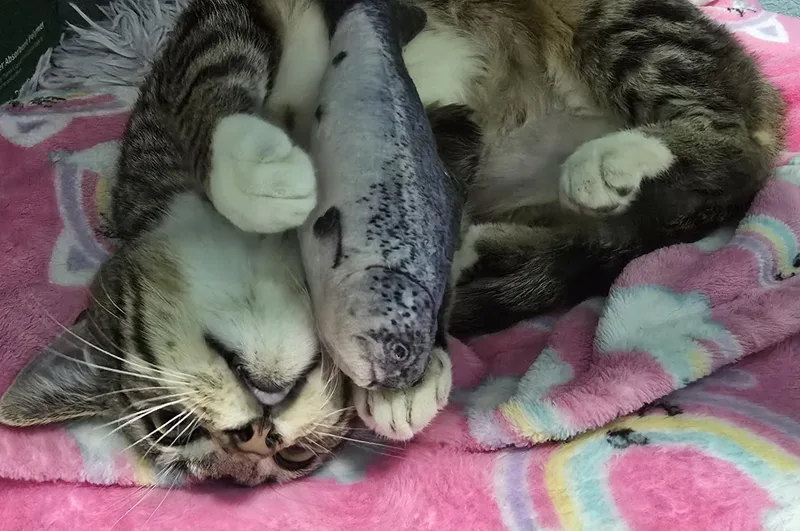 Shasta thumbnail 2