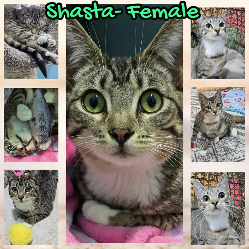 Shasta thumbnail 4