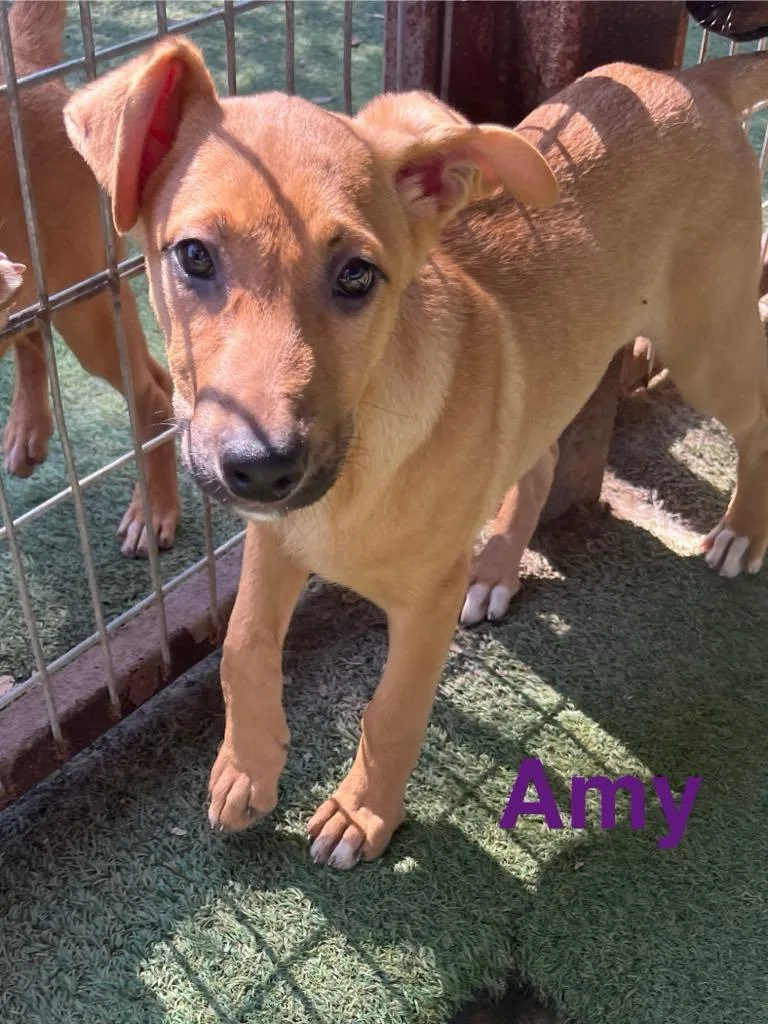 An adult large-sized female Vizsla dog named Amy for adoption in Pipe Creek, TX