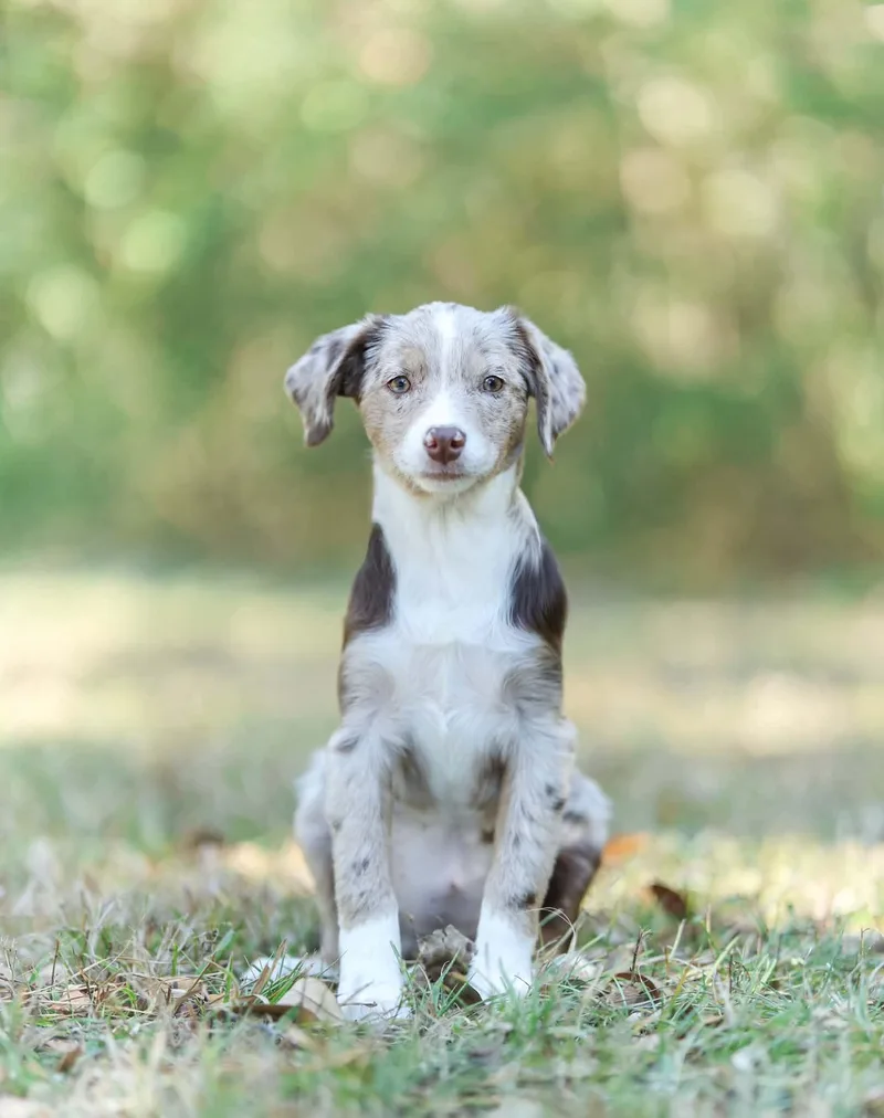 A baby small-sized female Aussiedoodle dog named Chai for adoption in Lucedale, MS