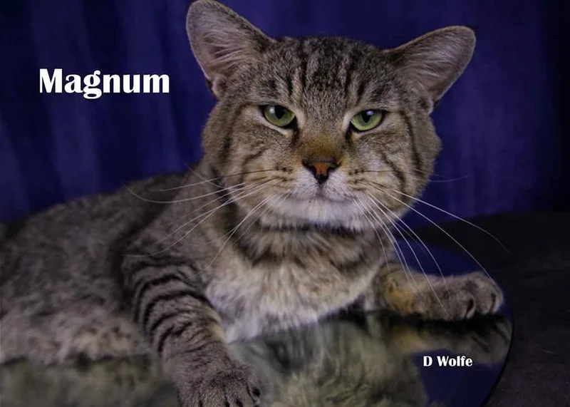 An adult medium-sized male Tabby (Gray / Blue / Silver) Tabby cat named Magnum for adoption in York, NE