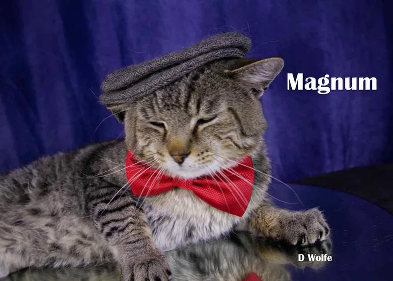 Magnum thumbnail 4