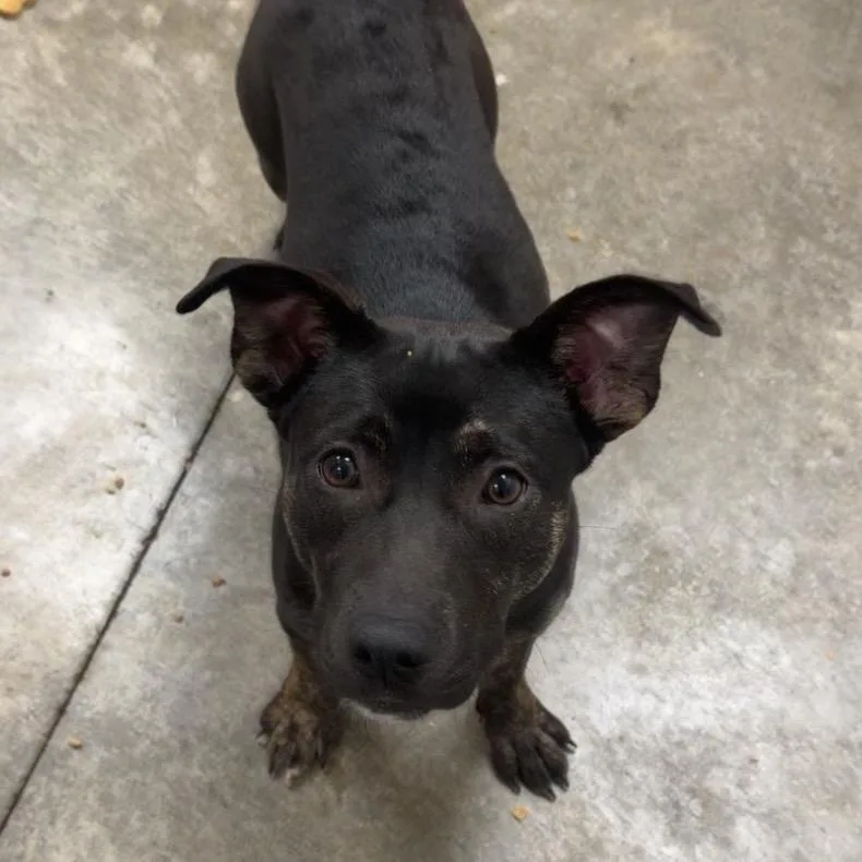 A young medium-sized female Brindle Rottweiler dog named Hannah for adoption in Muncie, IN