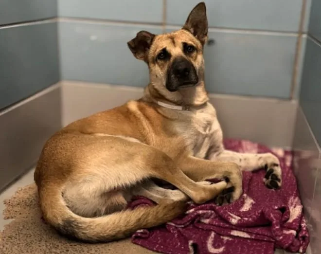 A young medium-sized female German Shepherd Dog dog named Kelly Jones for adoption in Houston, TX