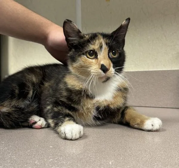 A young small-sized female Domestic Short Hair cat named Glass for adoption in Salisbury, MD