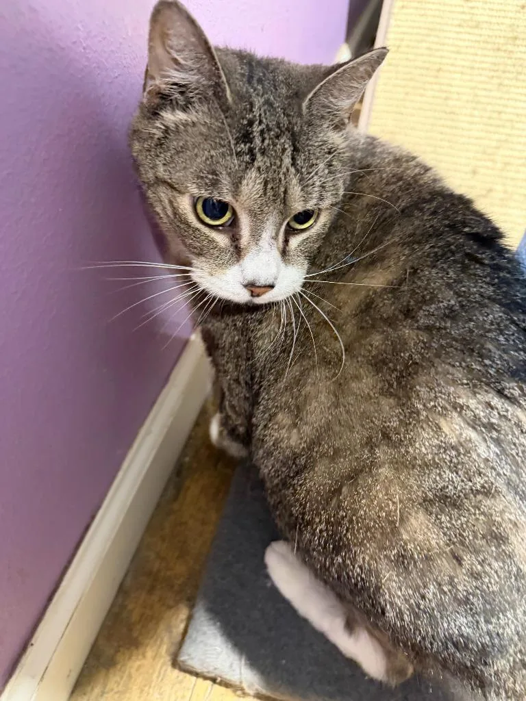 A senior medium-sized female Domestic Short Hair cat named Tulip for adoption in Cambridge, MD