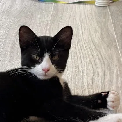 A baby small-sized male Black Domestic Short Hair cat named Haymitch for adoption in Atlanta, GA