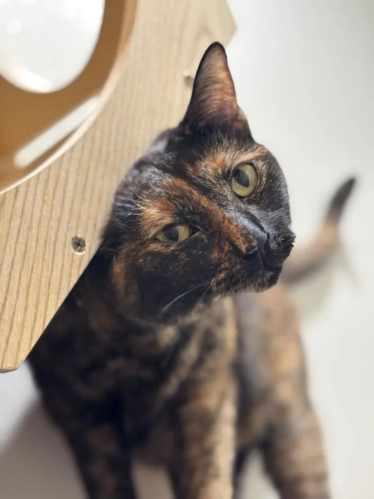 An adult large-sized female Brown / Chocolate Domestic Short Hair cat named Baby Gworl for adoption in Dallas, TX