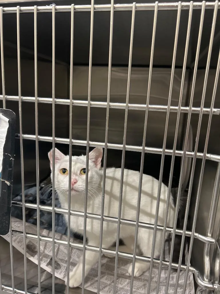 An adult medium-sized female Domestic Short Hair cat named Gwen for adoption in Winder, GA