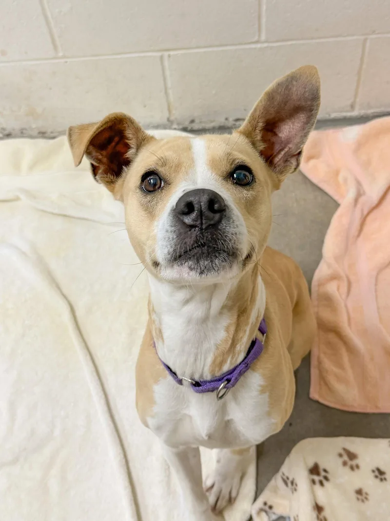 A young medium-sized female Mixed Breed dog named Alaska Roll for adoption in Sanford, NC